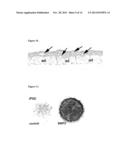 DIFFERENTIATION OF HUMAN EMBRYONIC AND INDUCED PLURIPOTENT STEM CELLS diagram and image