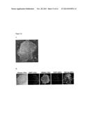 DIFFERENTIATION OF HUMAN EMBRYONIC AND INDUCED PLURIPOTENT STEM CELLS diagram and image