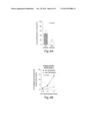 ABCB5 POSITIVE MESENCHYMAL STEM CELLS AS IMMUNOMODULATORS diagram and image