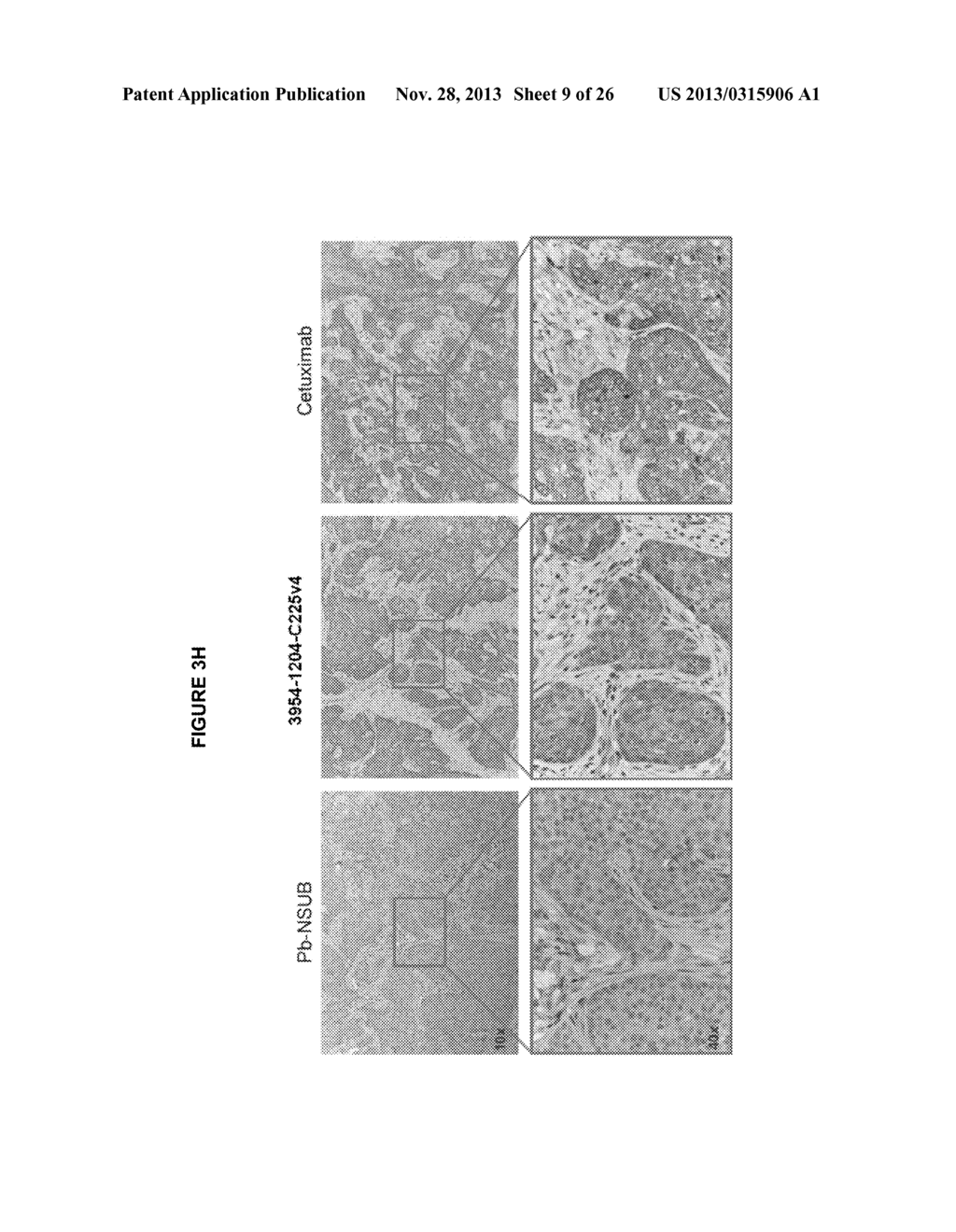 Activatable Antibodies That Bind Epidermal Growth Factor Receptor And     Methods Of Use Thereof - diagram, schematic, and image 10