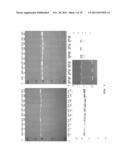 VACCINE ANTIGENS THAT DIRECT IMMUNITY TO CONSERVED EPITOPES diagram and image