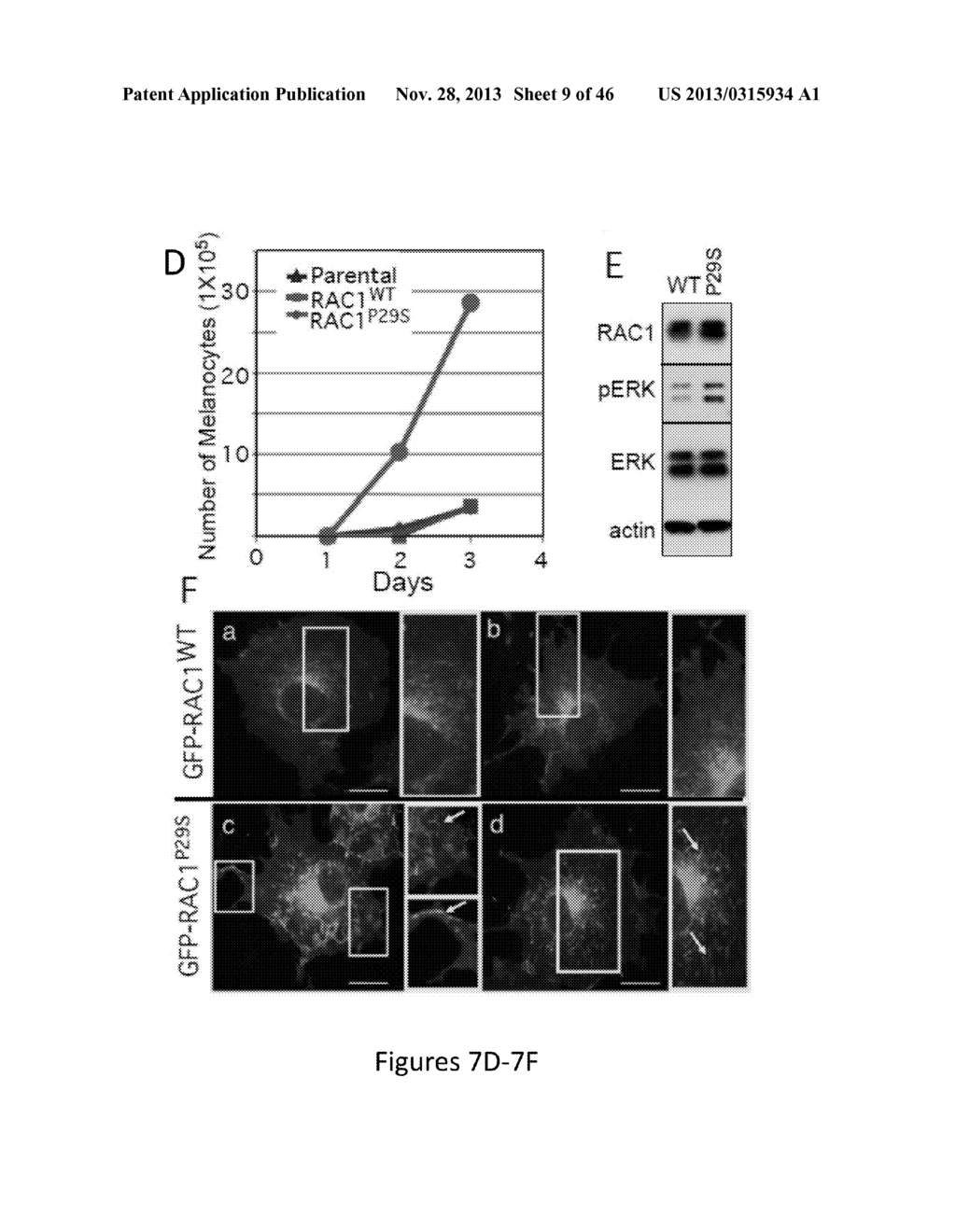 Methods and Compositions for Assessing and Treating Cancer - diagram, schematic, and image 10