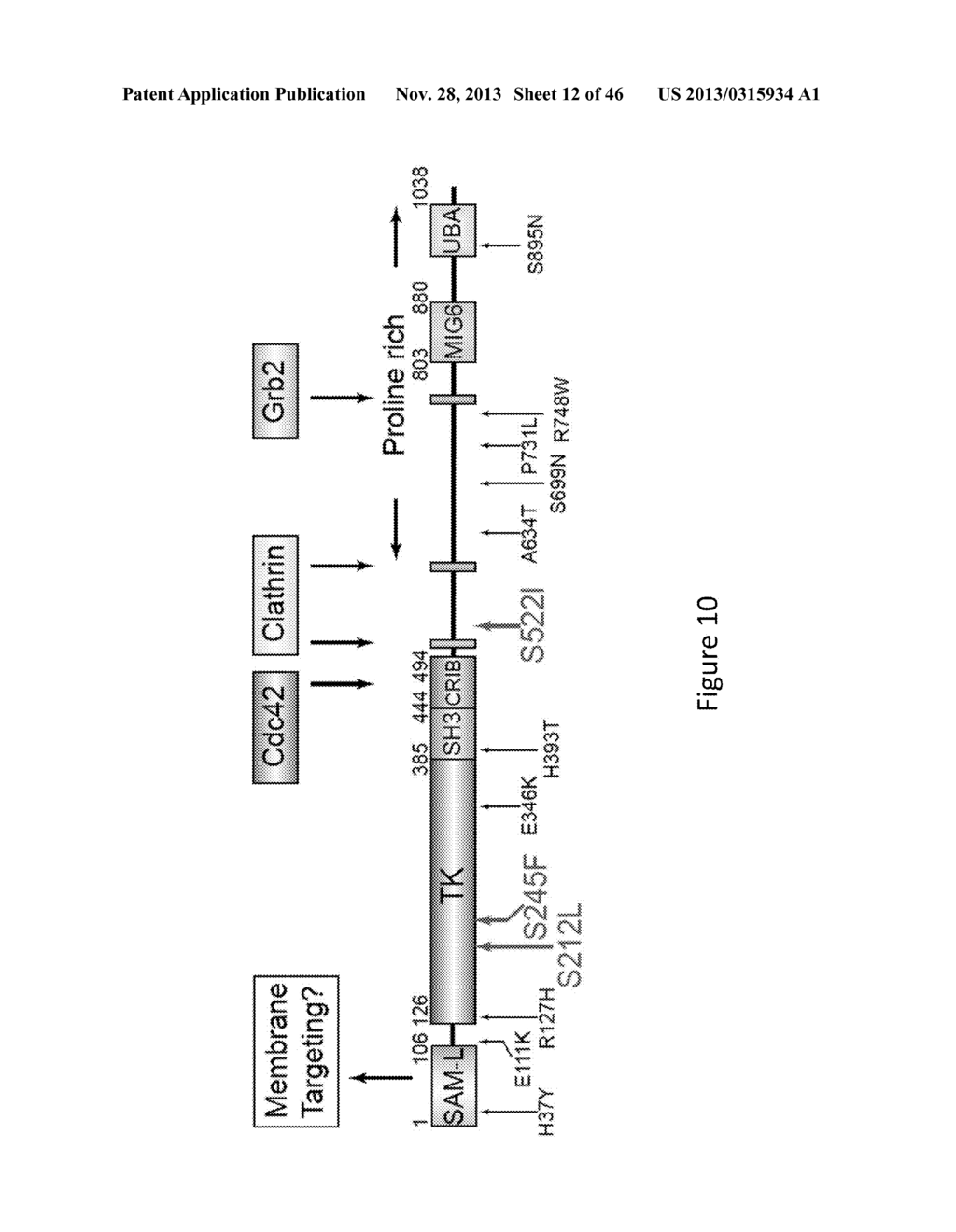 Methods and Compositions for Assessing and Treating Cancer - diagram, schematic, and image 13