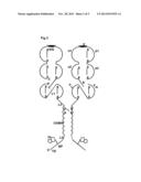 OLIGOMERIC RECEPTOR LIGAND PAIR MEMBER COMPLEXES diagram and image