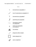 Delivering polypeptides to phagocytes diagram and image