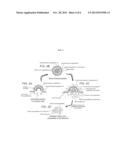 Delivering polypeptides to phagocytes diagram and image