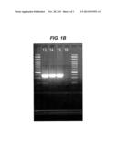 GENERIC ASSAYS FOR DETECTION OF MAMALIAN REOVIRUS diagram and image