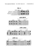 GENERIC ASSAYS FOR DETECTION OF MAMALIAN REOVIRUS diagram and image