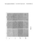 GENERATION OF NOVEL BONE FORMING CELLS (MONOOSTEOPHILS) FROM LL-37 TREATED     MONOCYTES diagram and image