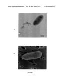 NOVEL BACTERIUM AND EXTRACTS OF SAID BACTERIUM AND THE USE OF SAME IN     DERMATOLOGY diagram and image