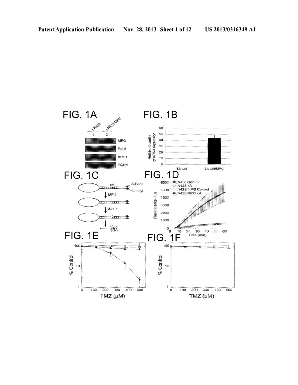 N-METHYLPURINE DNA GLYCOSYLASE AND POLYMERASE BETA AS BIOMARKERS FOR     ALKYLATOR CHEMOTHERAPY POTENTIATION - diagram, schematic, and image 02