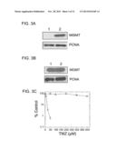 N-METHYLPURINE DNA GLYCOSYLASE AND POLYMERASE BETA AS BIOMARKERS FOR     ALKYLATOR CHEMOTHERAPY POTENTIATION diagram and image