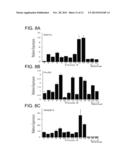 N-METHYLPURINE DNA GLYCOSYLASE AND POLYMERASE BETA AS BIOMARKERS FOR     ALKYLATOR CHEMOTHERAPY POTENTIATION diagram and image