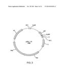 NUCLEIC ACID MOLECULES CONTAINING RECOMBINATION SITES AND METHODS OF USING     THE SAME diagram and image