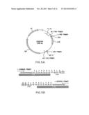 NUCLEIC ACID MOLECULES CONTAINING RECOMBINATION SITES AND METHODS OF USING     THE SAME diagram and image