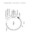 NUCLEIC ACID MOLECULES CONTAINING RECOMBINATION SITES AND METHODS OF USING     THE SAME diagram and image