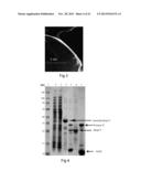 SPIDER SILK FUSION PROTEIN STRUCTURES FOR BINDING TO AN ORGANIC TARGET diagram and image