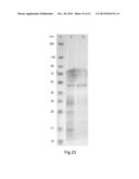 SPIDER SILK FUSION PROTEIN STRUCTURES FOR BINDING TO AN ORGANIC TARGET diagram and image