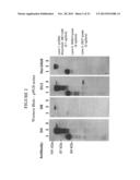 Methods and Assays for Measuring p95 and/or p95 Complexes in a Sample and     Antibodies Specific for p95 diagram and image