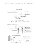 Methods and Assays for Measuring p95 and/or p95 Complexes in a Sample and     Antibodies Specific for p95 diagram and image