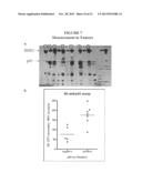 Methods and Assays for Measuring p95 and/or p95 Complexes in a Sample and     Antibodies Specific for p95 diagram and image