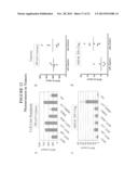 Methods and Assays for Measuring p95 and/or p95 Complexes in a Sample and     Antibodies Specific for p95 diagram and image