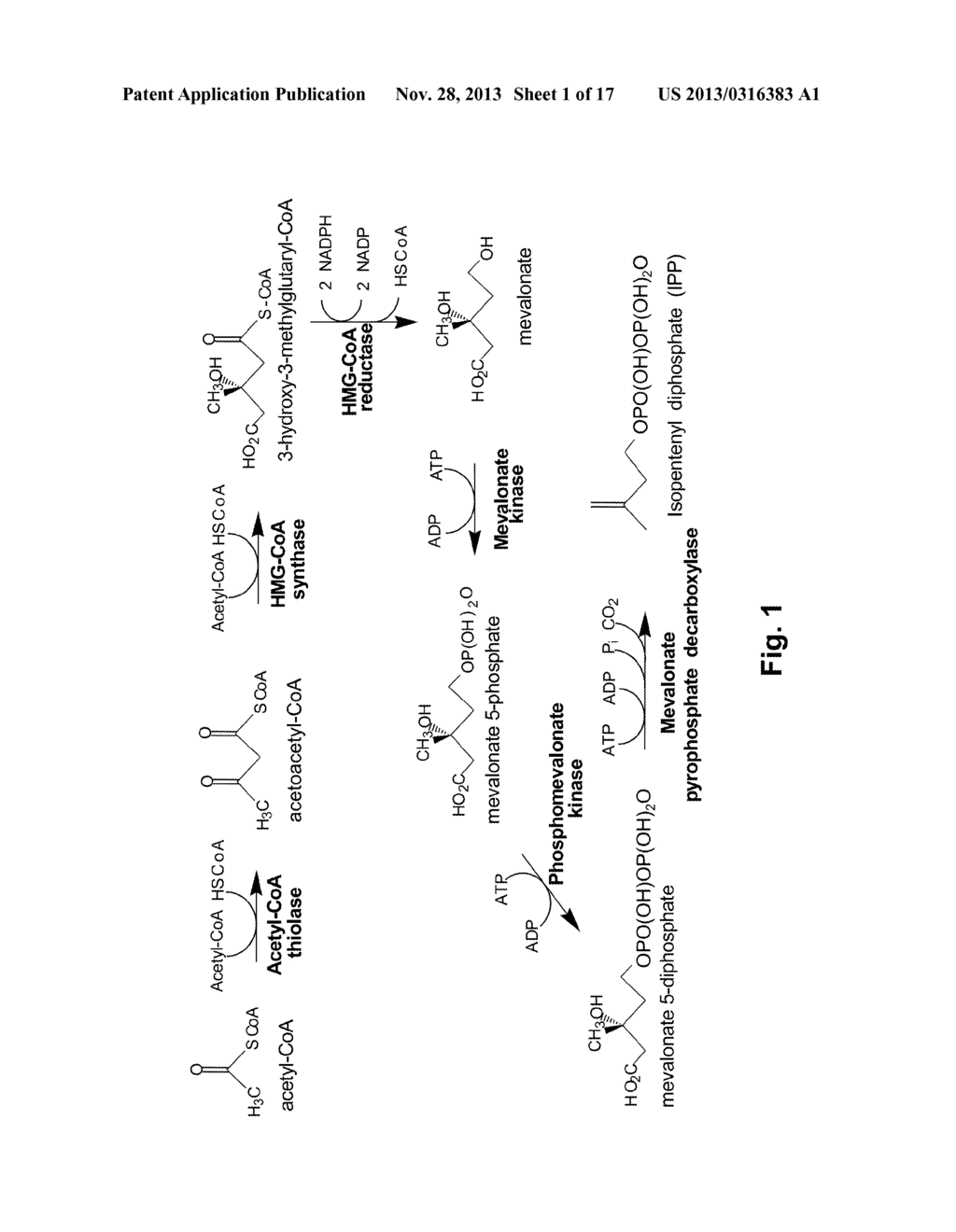 METHODS OF MONITORING METABOLIC PATHWAYS - diagram, schematic, and image 02