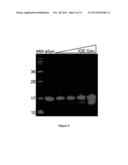 ICE-CLEAVED ALPHA-SYNUCLEIN AS A BIOMARKER diagram and image