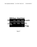 ICE-CLEAVED ALPHA-SYNUCLEIN AS A BIOMARKER diagram and image