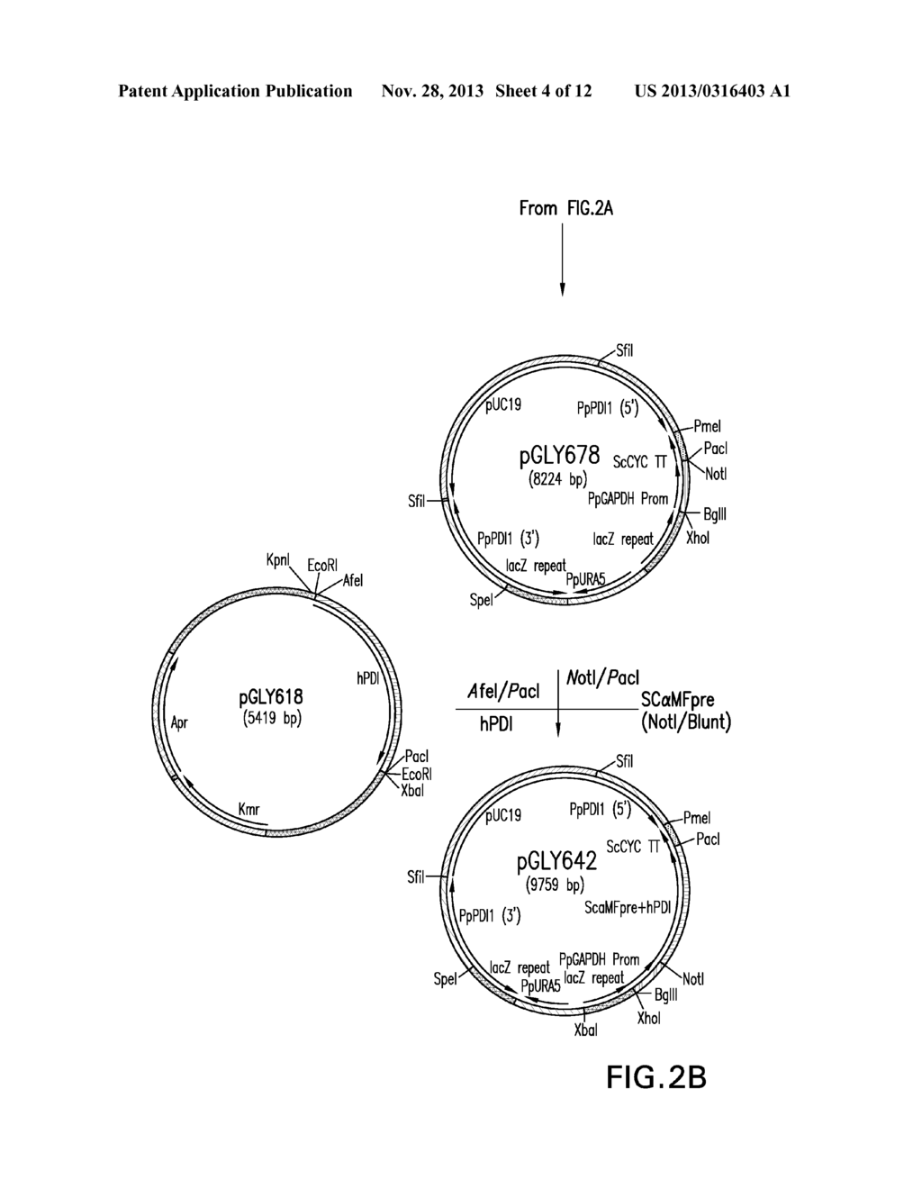 VECTORS AND YEAST STRAINS FOR PROTEIN PRODUCTION: CA2+ ATPASE     OVEREXPRESSION - diagram, schematic, and image 05