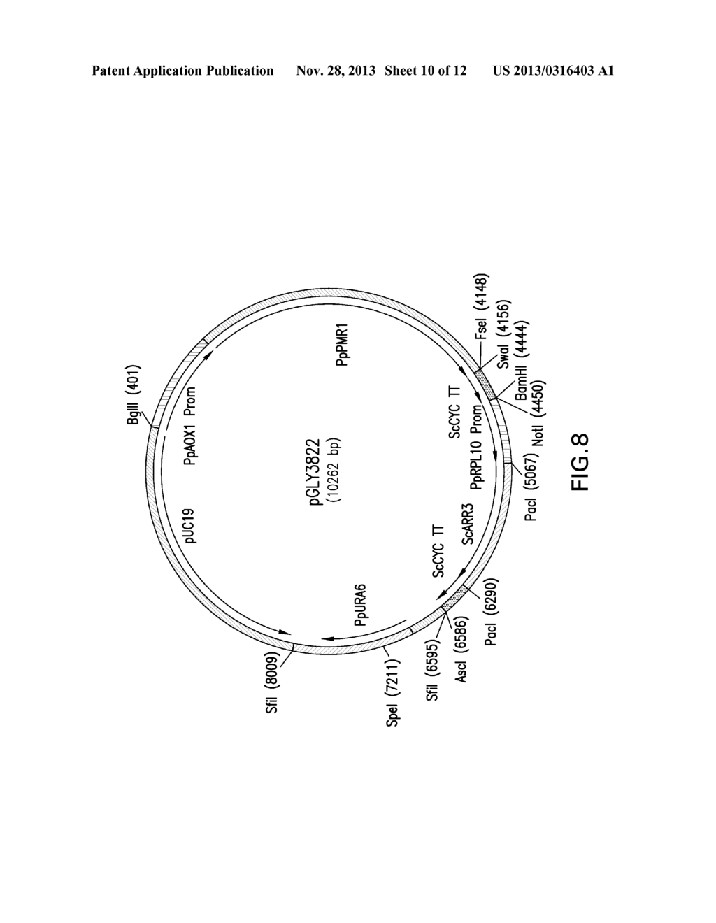 VECTORS AND YEAST STRAINS FOR PROTEIN PRODUCTION: CA2+ ATPASE     OVEREXPRESSION - diagram, schematic, and image 11