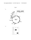 COVALENTLY LINKED INTERLEUKIN-10 diagram and image