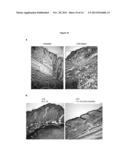 COVALENTLY LINKED INTERLEUKIN-10 diagram and image