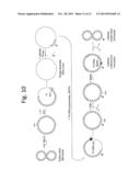 SUPERCOILED MINICIRCLE DNA FOR GENE THERAPY APPLICATIONS diagram and image