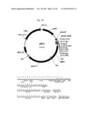 BIOMARKERS FOR THE DIAGNOSIS OF MULTIPLE SCLEROSIS diagram and image