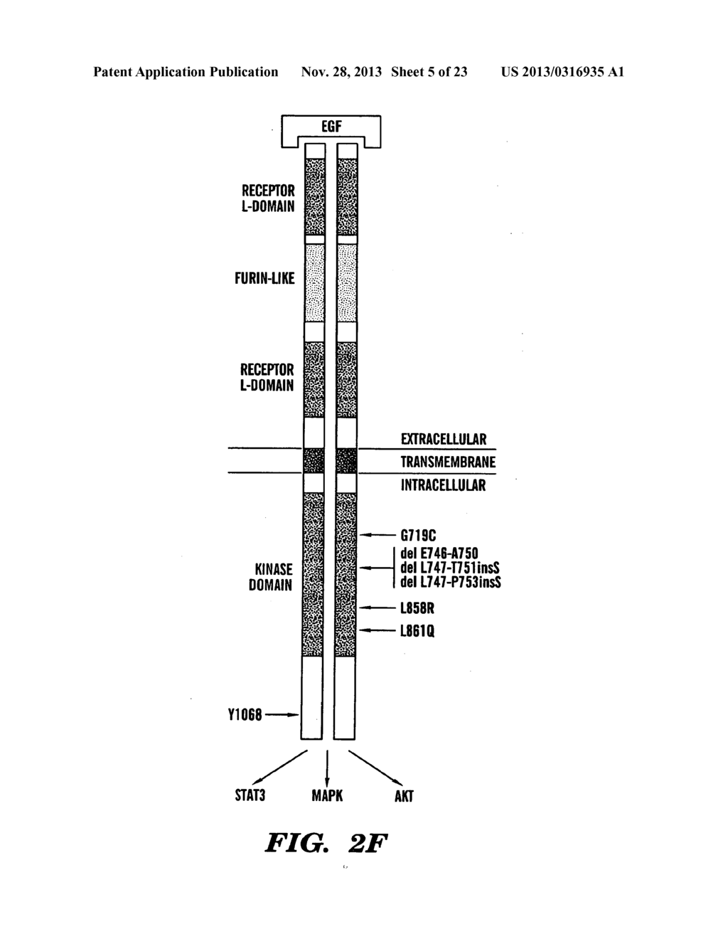 METHOD TO DETERMINE RESPONSIVENESS OF CANCER TO EPIDERMAL GROWTH FACTOR     RECEPTOR TARGETING TREATMENTS - diagram, schematic, and image 06