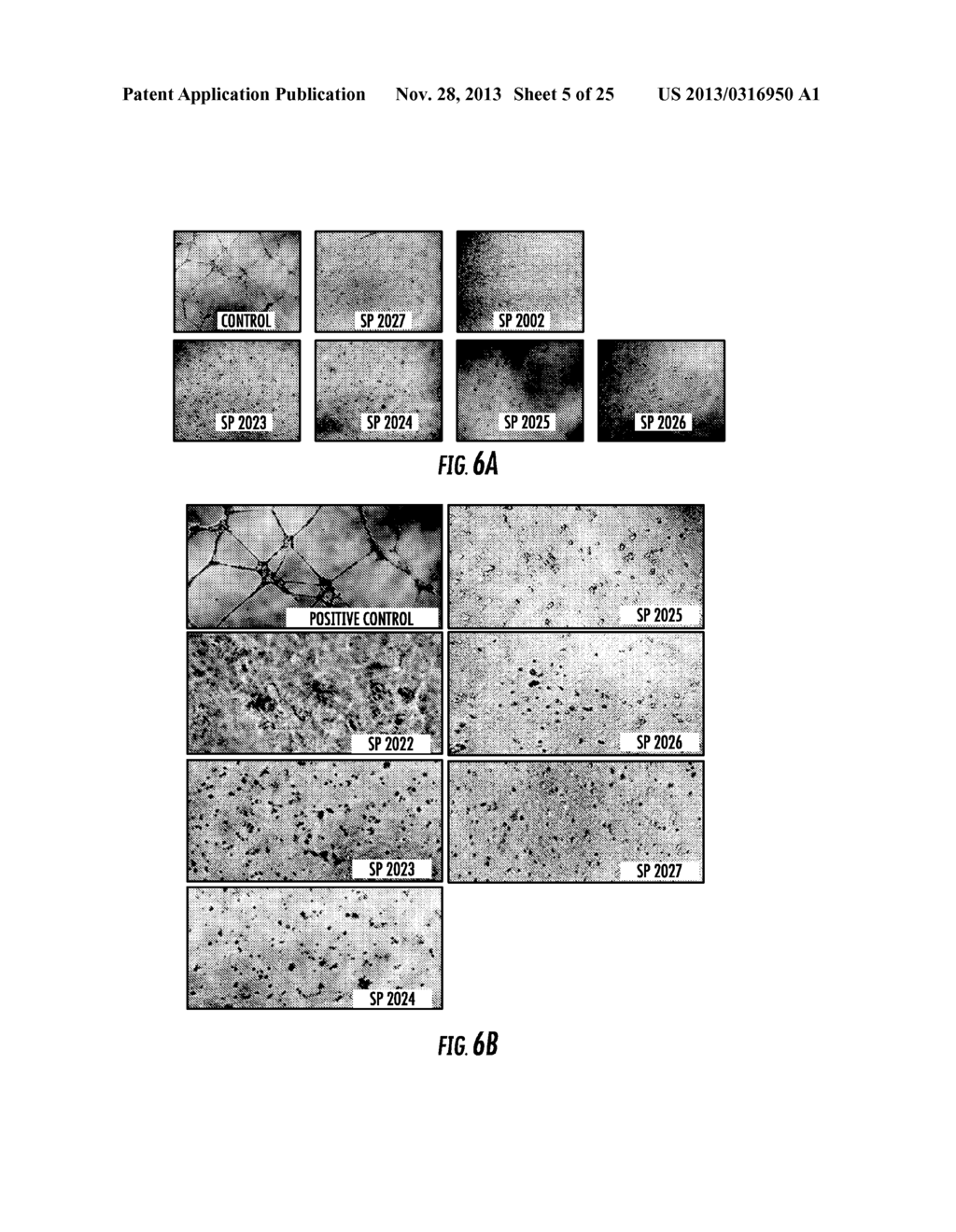 MIMETIC PEPTIDES DERIVED FROM COLLAGEN TYPE IV AND THEIR USE FOR TREATING     ANGIOGENESIS- AND LYMPHAGIOGENESIS-DEPENDENT DISEASES - diagram, schematic, and image 06