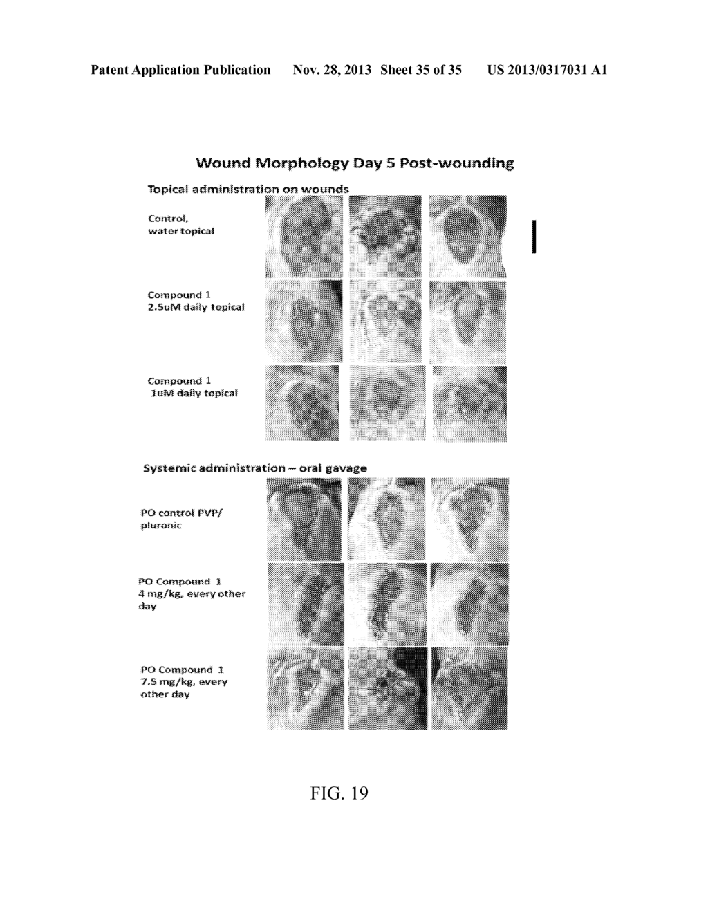 Nuclear Transport Modulators And Uses Thereof - diagram, schematic, and image 36