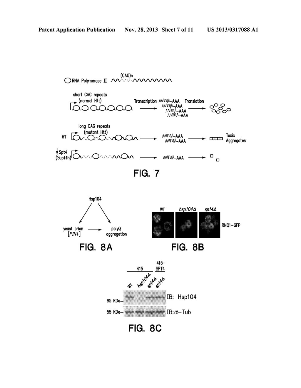 Selective Reduction of the Deleterious Activity of Extended Tri-Nucleotide     Repeat Containing Genes - diagram, schematic, and image 08