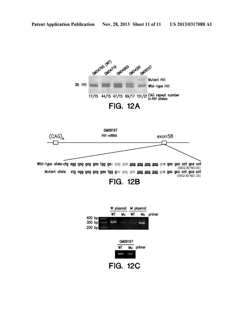 Selective Reduction of the Deleterious Activity of Extended Tri-Nucleotide     Repeat Containing Genes - diagram, schematic, and image 12