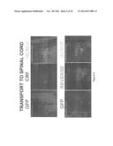 Compositions and Methods Useful for Treatment and Prevention of     Incontinence diagram and image