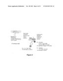 SINGLETON INHIBITORS OF SUMOYLATION ENZYMES AND METHODS FOR THEIR USE diagram and image