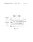 SINGLETON INHIBITORS OF SUMOYLATION ENZYMES AND METHODS FOR THEIR USE diagram and image