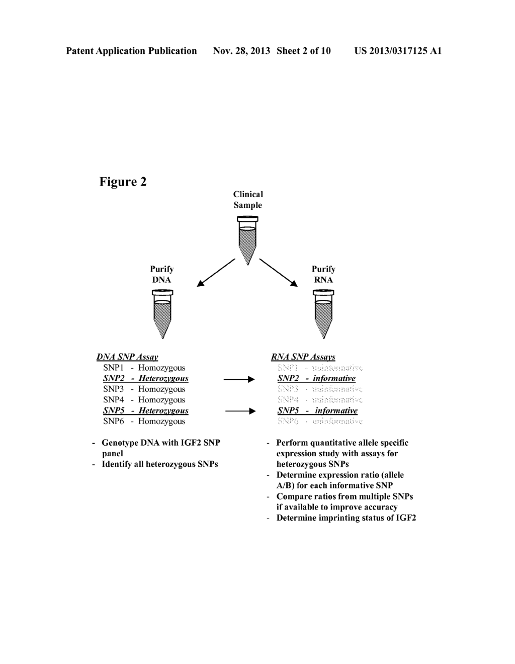 NOVEL SINGLE NUCLEOTIDE POLYMORPHISMS AND COMBINATIONS OF NOVEL AND KNOWN     POLYMORPHISMS FOR DETERMINING THE ALLELE-SPECIFIC EXPRESSION OF THE IGF2     GENE - diagram, schematic, and image 03
