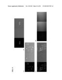 CARBOXY X RHODAMINE ANALOGS diagram and image