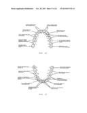 MULTI-POLAR MAGNETIC DEVICES FOR TREATING PATIENTS AND METHODS THEREFOR diagram and image