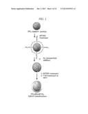 HYBRID NANOSTRUCTURE INCLUDING GOLD NANOPARTICLES AND PHOTOELECTRODE FOR     SOLAR CELL HAVING THE SAME diagram and image