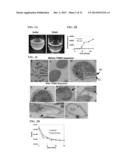 USE OF MYCOBACTERIUM SMEGMATIS TREHALOSE DIMYCOLATE HYDROLASE diagram and image