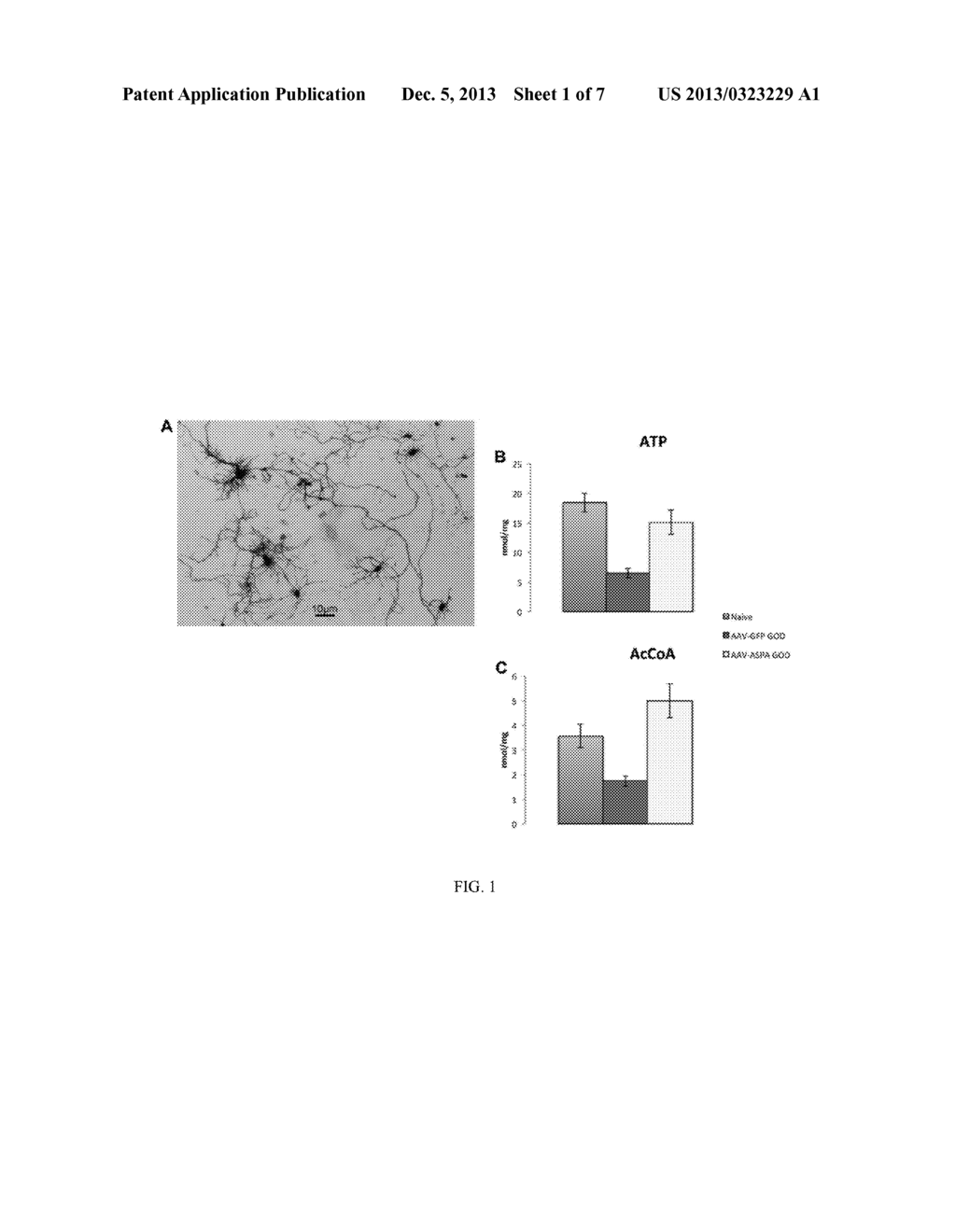 METABOLIC THERAPY FOR OXIDATIVE STRESS IN THE BRAIN THROUGH TARGETED     NEURONAL CATABOLISM OF N-ACETYL-ASPARTIC ACID - diagram, schematic, and image 02