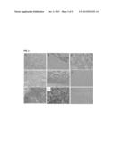 Molecules And Methods For Modulating TMEM16A  Activities diagram and image